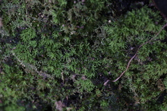 Calymperastrum latifolium