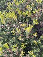 Melaleuca lanceolata