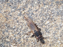 Coelopidae