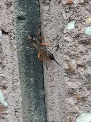 Pimpla
