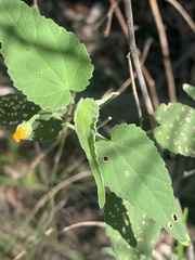 Abutilon oxycarpum