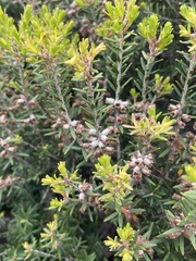 Melaleuca lanceolata