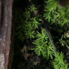 Calymperastrum latifolium