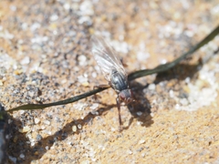 Coelopidae