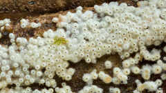 Cyphellaceae