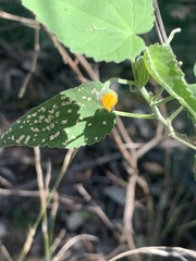 Abutilon oxycarpum