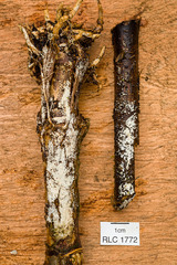 Cyphellaceae