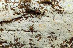 Cyphellaceae