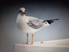 Chroicocephalus ridibundus