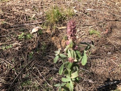 Pterocaulon redolens