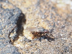 Coelopidae