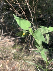 Abutilon oxycarpum