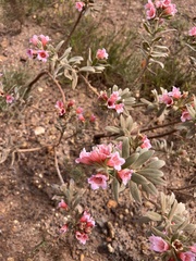Lobostemon belliformis