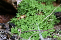 Calymperastrum latifolium