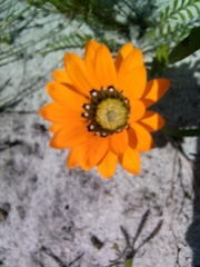 Gazania pectinata