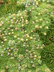 Pterygopappus lawrencei