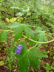 Aconitum fischeri