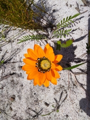 Gazania pectinata