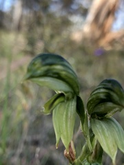 Pterostylis smaragdyna