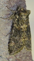 Polyploca ridens