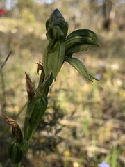 Pterostylis smaragdyna