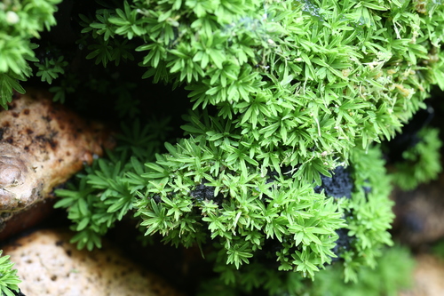 Image of Calymperastrum latifolium by (c) Hugo Innes, some rights reserved (CC BY)