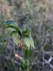 Pterostylis smaragdyna