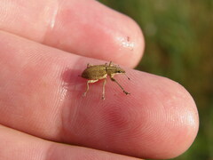 Charagmus gressorius