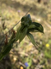 Pterostylis smaragdyna