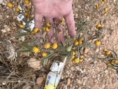 Solanum elaeagnifolium