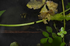 Bathyomphalus contortus