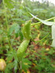 Aconitum fischeri