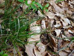 Carex pilulifera