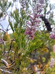 Paranomus bracteolaris