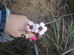 Adenandra