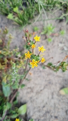 Zaluzianskya divaricata