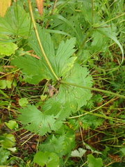 Geranium erianthum
