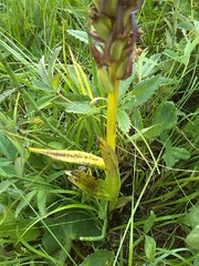 Dactylorhiza incarnata cruenta