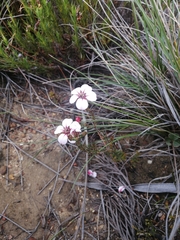 Adenandra