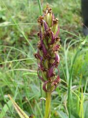 Dactylorhiza incarnata cruenta