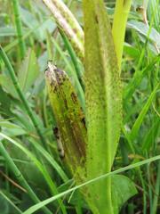 Dactylorhiza incarnata cruenta