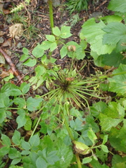 Angelica gmelinii