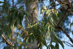 Corymbia intermedia