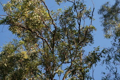Corymbia intermedia
