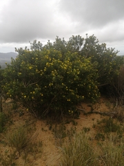 Osteospermum moniliferum