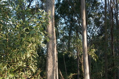 Corymbia intermedia
