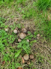 Coprinopsis atramentaria