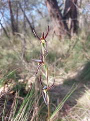 Lyperanthus suaveolens