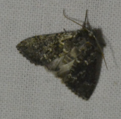 Polyploca ridens