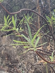 Euphorbia dendroides